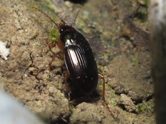 Amara bifrons