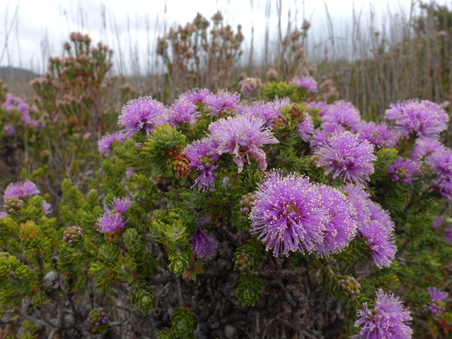 Melaleuca squamea