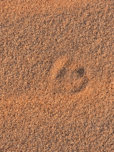 Fennec Fox