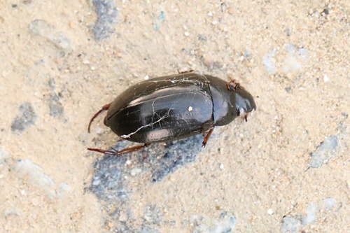 Hydrochara affinis