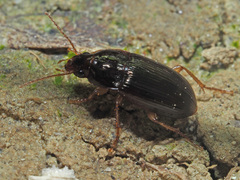 Amara bifrons