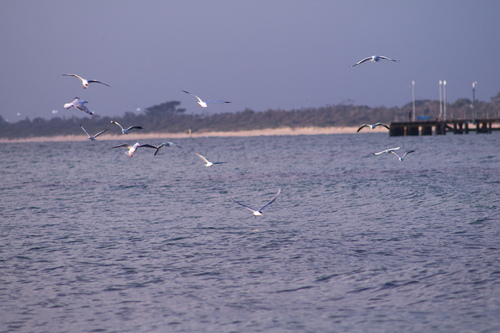 iNaturalist image