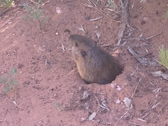 Thomomys