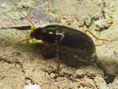 Amara bifrons