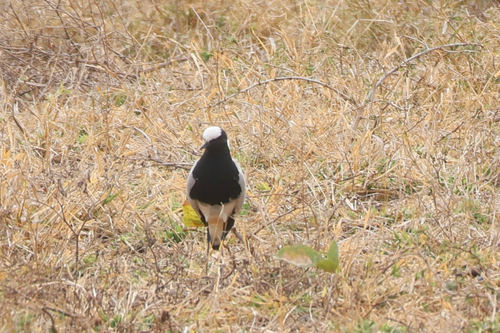 iNaturalist image