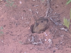 Thomomys