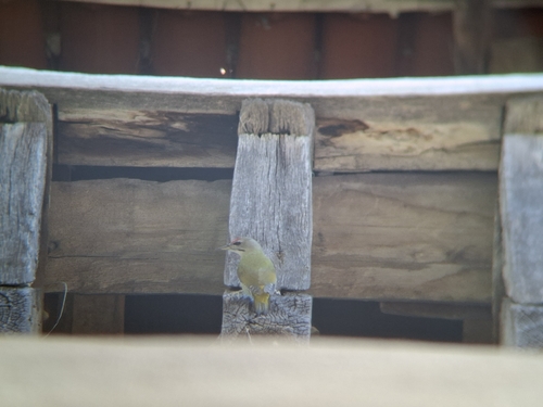 Grey-headed Woodpecker