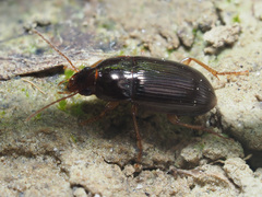 Amara bifrons