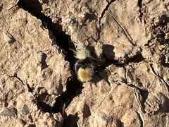 Dasymutilla eminentia