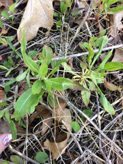 Magnoliopsida