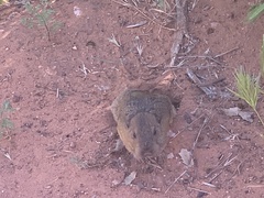 Thomomys
