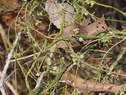 Cassytha filiformis, photograph 4
