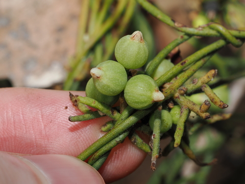 Cassytha filiformis, photograph 2