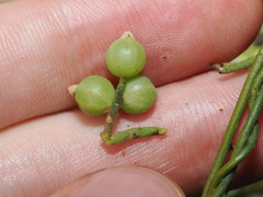 Cassytha filiformis, photograph (c) Thomas Mesaglio, some rights reserved (CC BY)