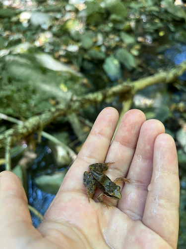 Agile Frog