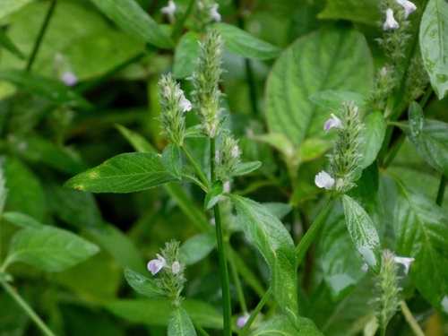 Rostellularia procumbens, photograph 1