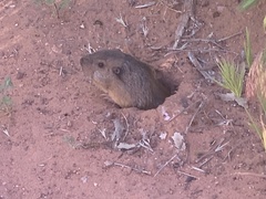 Thomomys