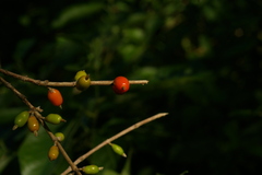 Image of Coffea racemosa