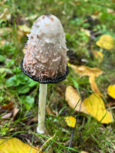 Shaggy Mane