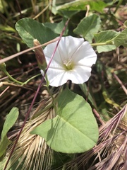 Convolvulus arvensis