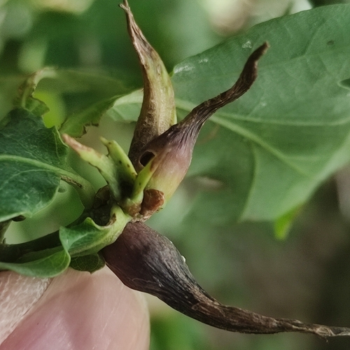 Ram's Horn Gall Wasp, 3992 LX Houten, Nederland, photo 9 of 10