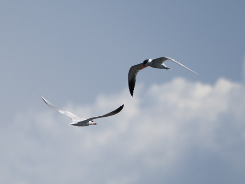 iNaturalist image