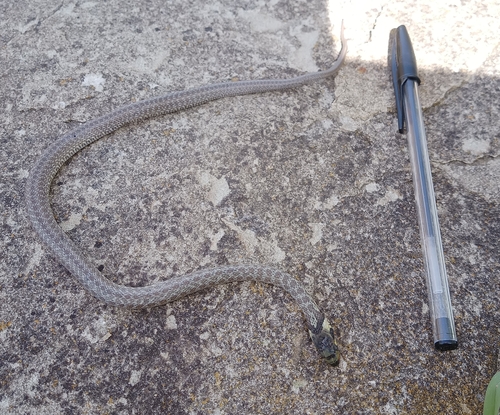 Aesculapian Snake