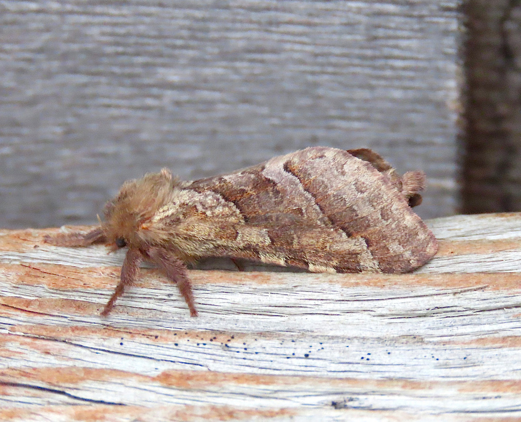Lupine Ghost Moth