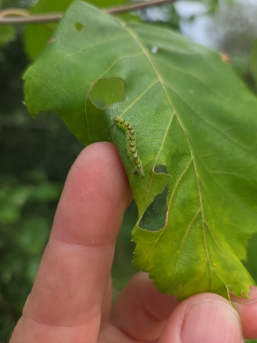 Oreana unicolorella