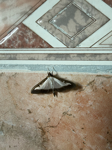 Box Tree Moth
