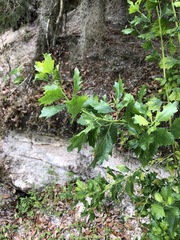 Baccharis halimifolia image