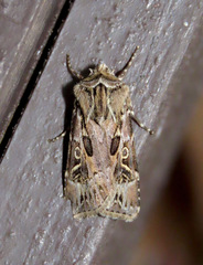 Agrotis gravis