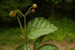 Lasiodiscus pervillei