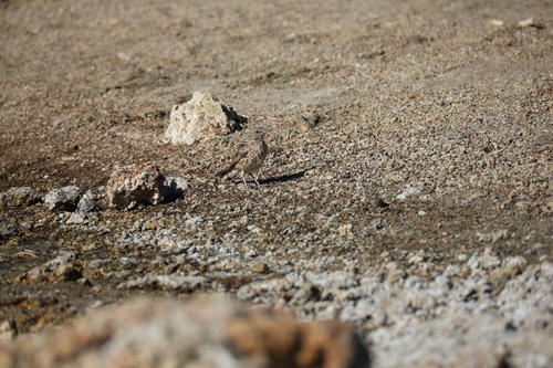 Sage Thrasher