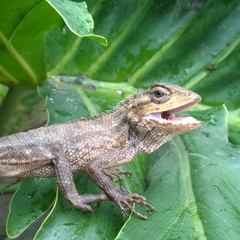 Calotes versicolor