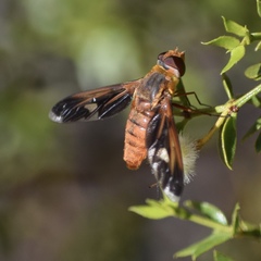 Poecilanthrax eremicus