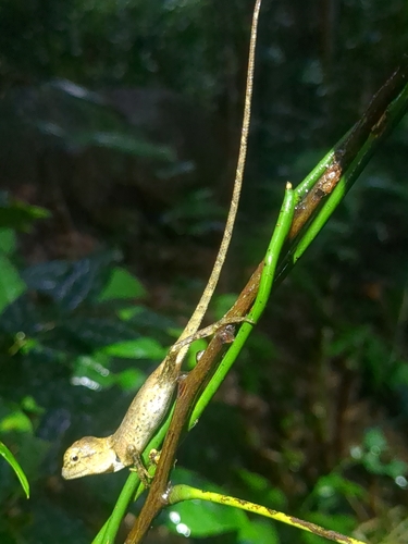 Thai Garden Lizard
