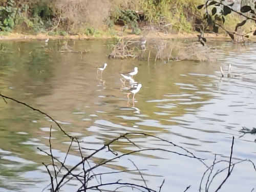 iNaturalist image