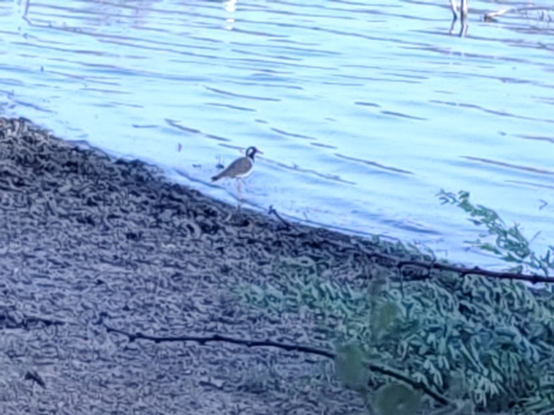 Red-wattled Lapwing