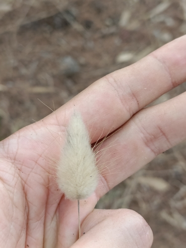 Hare's Tail Grass