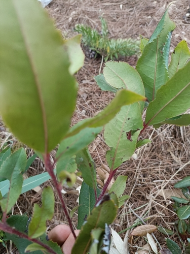 strawberry tree