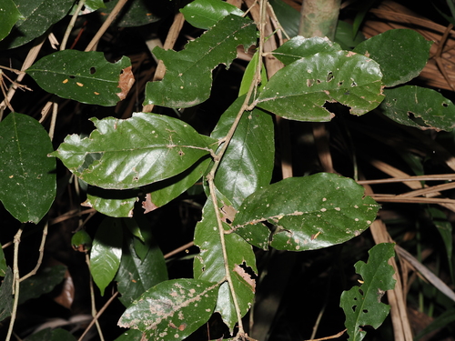 Maranthes corymbosa, photograph 2