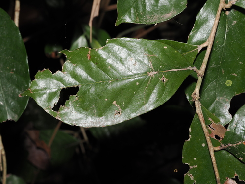 Maranthes corymbosa