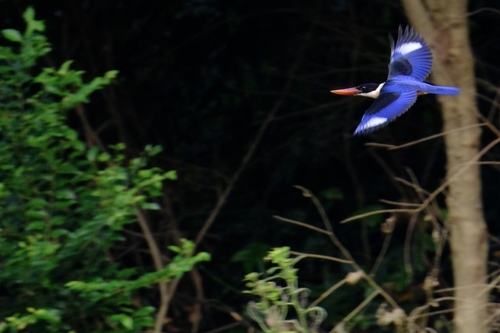 Black-capped Kingfisher