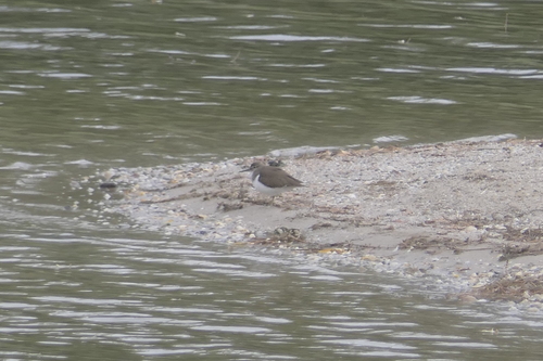 iNaturalist image