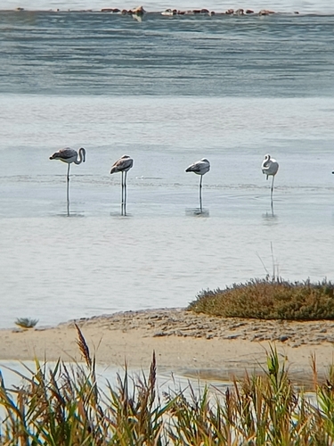 iNaturalist image