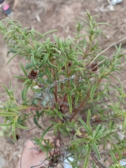 Cistus monspeliensis, photograph (c) Frederic Pascual Dose, some rights reserved (CC BY)