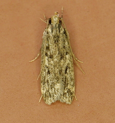 Martyringa ravicapitis