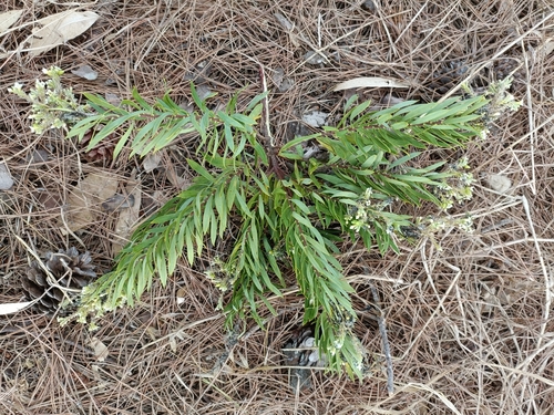Flax-leaved Daphne