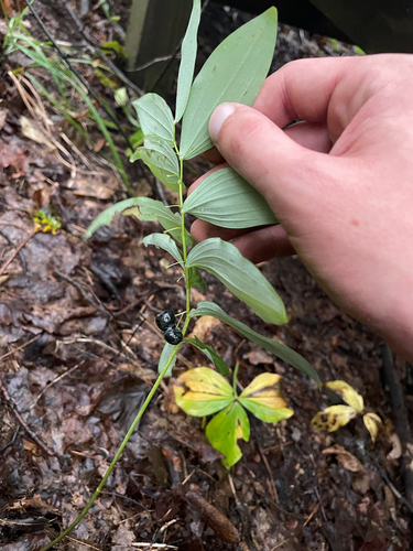 Polygonatum pubescens, photograph 4